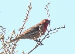 Haemorhous mexicanus