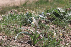 Iris capnoides