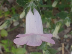 Campanula hagielia