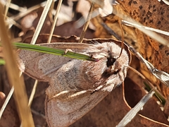 Orthosia cerasi