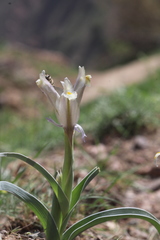 Iris capnoides
