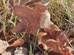 Orthosia cerasi