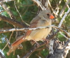 Cardinalis cardinalis