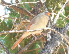 Cardinalis cardinalis
