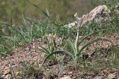 Iris capnoides