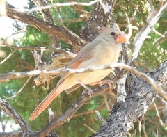 Cardinalis cardinalis