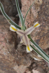Iris capnoides