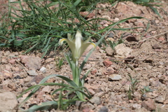 Iris capnoides