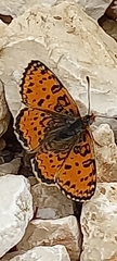 Melitaea acentria