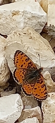 Melitaea acentria
