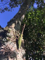 Pseudovates iheringi