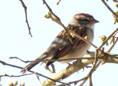 Spizella passerina