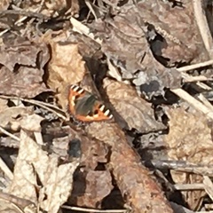 Aglais urticae