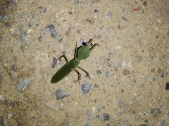 Rhombodera