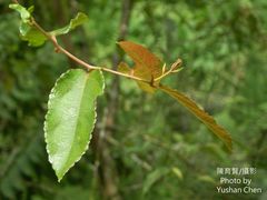 Actinidia rufa