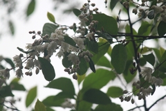 Alniphyllum fortunei