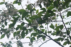 Alniphyllum fortunei