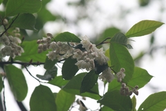 Alniphyllum fortunei
