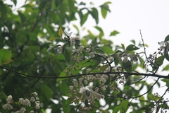 Alniphyllum fortunei