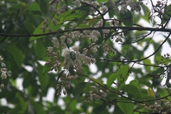 Alniphyllum fortunei