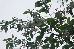 Alniphyllum fortunei