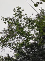 Alniphyllum fortunei
