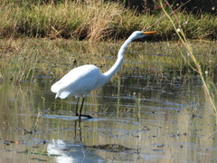 Ardea alba