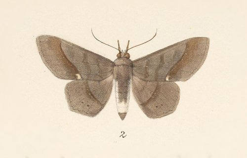 Chamyna lamponia