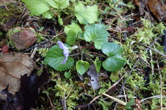 Viola grypoceras