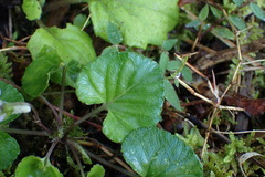 Viola grypoceras