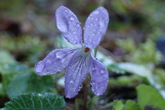 Viola grypoceras