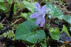 Viola grypoceras