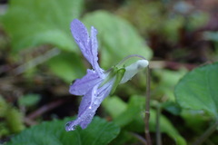 Viola grypoceras