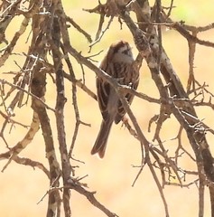 Spizella passerina
