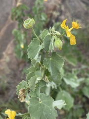 Abutilon pycnodon
