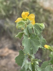Abutilon pycnodon