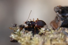 Oxypselaphus obscurus