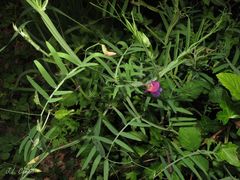 Lathyrus clymenum