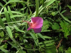 Lathyrus clymenum