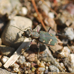 Cicindela gemmata