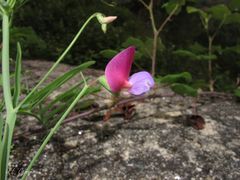 Lathyrus clymenum