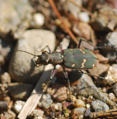 Cicindela gemmata