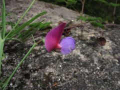 Lathyrus clymenum
