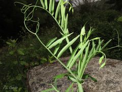 Lathyrus clymenum