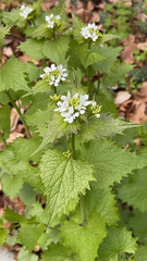 Alliaria petiolata