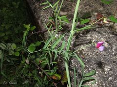 Lathyrus clymenum