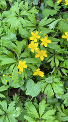 Anemonoides ranunculoides