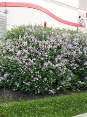 Syringa meyeri