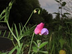 Lathyrus clymenum