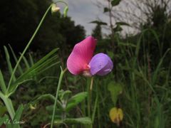 Lathyrus clymenum